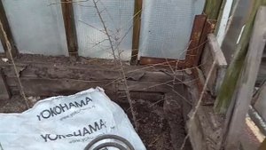 как быстро укоренить ветку сливы