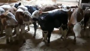 Бычки Симменталы Продажа 2020