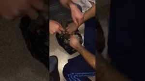 Как ощипать куропатку