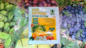 Хелат марганца. Если почва карбонатная.