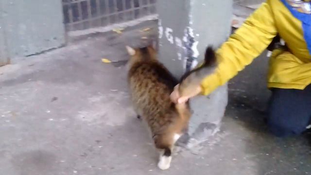 Дворовые кошки и коты смотреть онлайн