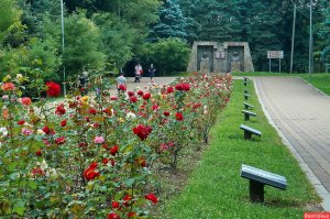 ВЕРА КУАШЕВА - Розы Долинска; МУЗЫКА -  МУХАДИН БАЛОВ, СЛОВА - МАКСИМ ГЕТТУЕВ