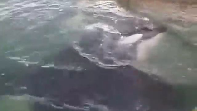 Спасение касатки смотреть онлайн