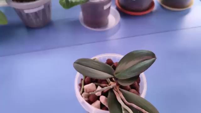 07.02.21.ДЕТКА ОРХИДЕИ Каоды Твинкл на пеньке.. отделяем? смотреть онлайн