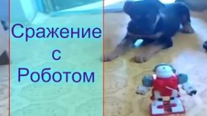 НЕМЕЦКАЯ ОВЧАРКА//ЩЕНОК ВСТРЕТИЛ РОБОТА//МОЯ ЛЮБИМАЯ УСАДЬБА