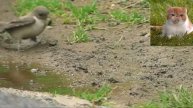 Скалистая ласточка Ptyonoprogne rupestris
