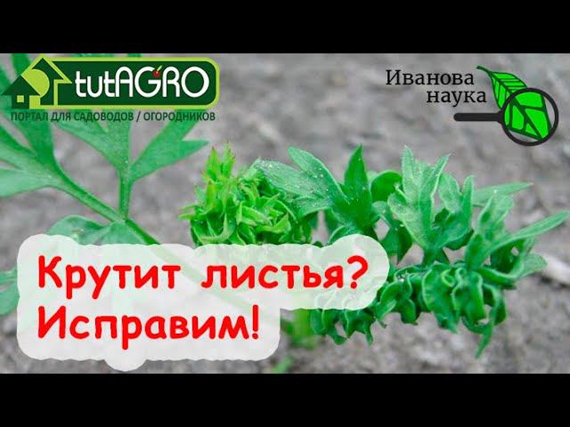 Крутит листья? ЭТО ДОМАШНЕЕ СРЕДСТВО избавит от ВСЕХ вредителей моркови! Экономно и эффективно!