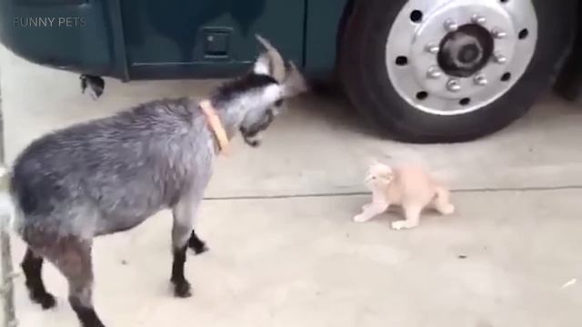 FEARLESS CATS ? 23 Badass Cats Who Will Amaze You [Funny Pets] смотреть онлайн