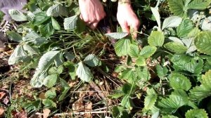 How to PROPAGATE EVERBEARING strawberries. Размножение ЗЕМЛЯНИКИ ДЕЛЕНИЕМ КУСТА (без усов)