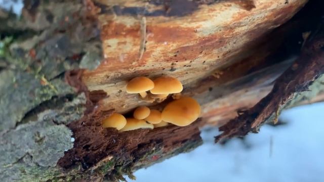 PILZE 2019: Samtfußrüblinge im Januar 2019 | Winterrübling, Flammulina velutipes смотреть онлайн