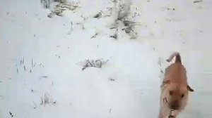 про калинку , малинку и наш дым.
