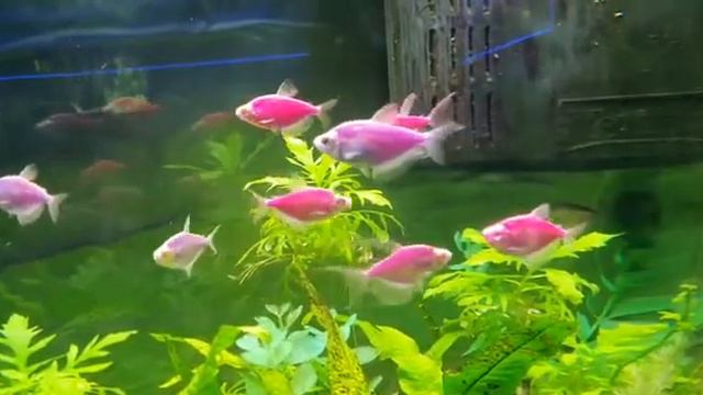 Тернеция глофиш фиолетовая Glofish смотреть онлайн
