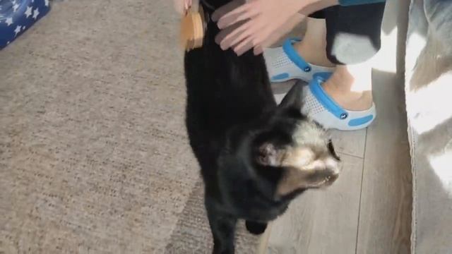 КАКИХ ЛЮДЕЙ ЛЮБЯТ КОТЫ. КОМФОРТНЫЙ МОМЕНТ ДЛЯ КОТА.ЧЁРНЫЙ КОТ.