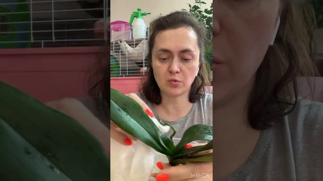 Пересадка орхидеи из закрытой системы в классическую.