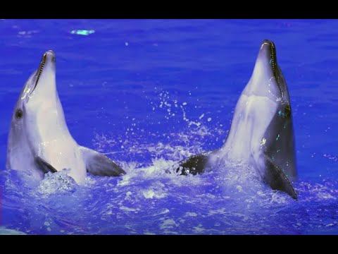 Любят ли морские животные Баха, узнали в океанариуме Екатеринбурга