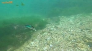 Игра воблера Tsurinoya dw32. Подводная съемка.