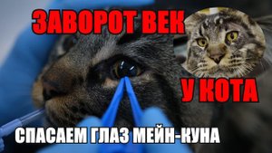 Спасаем глаз мейн-куну | заворот век у кота Тунца