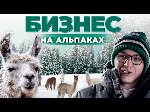 Заработок на ферме с альпаками | Животноводство и Бизнес | Агротуризм | Андрей Даниленко.