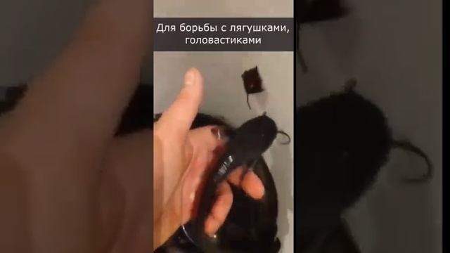 Зачем нужен сом в пруду?