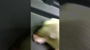 Димексид как смывается транспортировочного грунта.