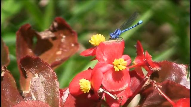 dragon смотреть онлайн