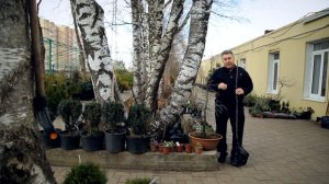 Ставропольский  ботанический сад. Колоновидные плодовые деревья.