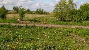 Где бесплатно поймать живой корм для аквариумных рыб в Рязани ?