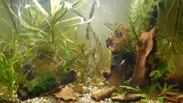 Новые креветки. смотреть онлайн