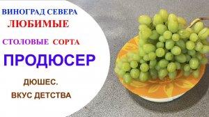 Виноград Продюсер в северном Подмосковье. Дюшес- вкус из детства