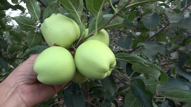 Яблоня СУПЕР ЧИФ, АМБРОЗИЯ, РЕД АТЛАС, ГОЛД ЧИФ, СКИФСКОЕ ЗОЛОТО, ФУБРАКС /Обзор 05.09.22г / Часть смотреть онлайн