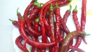 ОСТРЫЙ ПЕРЕЦ "БАРАНИЙ РОГ". Ольга Чернова.