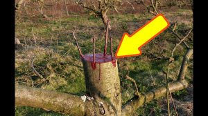 Сделайте это с яблонями осенью для сумасшедшего плодоношения в следующем году!