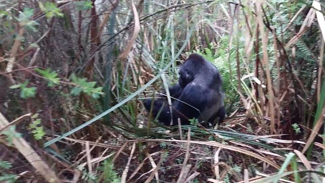 Стеснительный смотреть онлайн