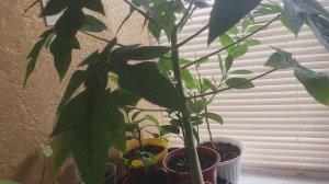 Папайя дынное дерево.