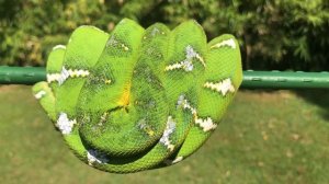 Nigel - Northern Emerald Tree Boa (Corallus Caninus) - 2160p