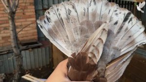 Немецкие выставочные голуби. Игорь Волжский