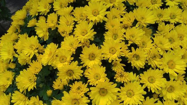 BUNGA KRISAN..Chrysanthemum Flower смотреть онлайн