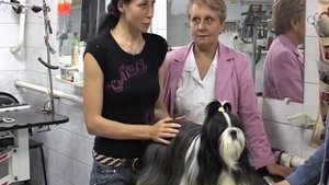 Представляем породу - ШИ-ТЦУ