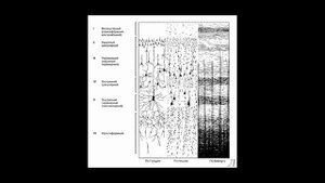 11.24.5 Подробное разъяснение. Неокортекс. Часть пятая