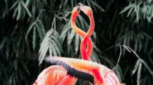 Relax Flamingo Music