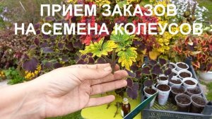 КОЛЕУСЫ - КАК СОХРАНИТЬ  РАСТЕНИЯ ДЛЯ СЛЕДУЩЕГО СЕЗОНА