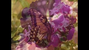 Засажу всё цветами)