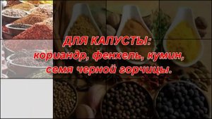 СПЕЦИИ, что к чему подходит? Как правильно использовать СПЕЦИИ?