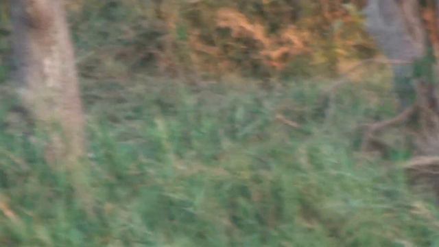 Leopard (04.05.2014). Put on 1080p HD. смотреть онлайн