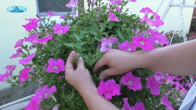 Вот почему у нас ампельная петуния шикарно цветёт до самых морозов! смотреть онлайн