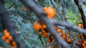 РЫЖИЙ ЛЕКАРЬ// Облепиха в саду/ Как не допустить поросли?