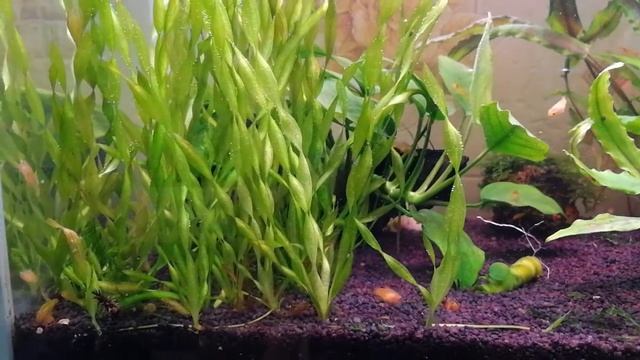 Валлиснерия в аквариуме | Валлиснерия спиральная: мой опыт содержания смотреть онлайн