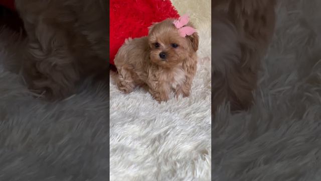 #puppy #продажащенков #dog #мальтипу #maltipoopuppies #tiktok #tecap
