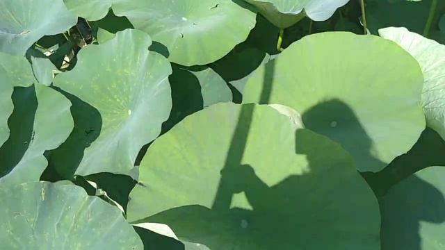 Озеро лотосов в Краснодарском крае. смотреть онлайн