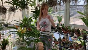 Орхидея Ванда Vanda в стеклянной вазе. Уход в домашних условиях